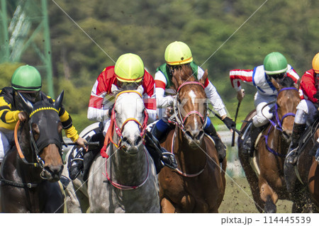 競馬場の風景 直線を走る馬 新潟県新潟市 競馬場の風景 直線を走る馬 新潟県新潟市 114445539