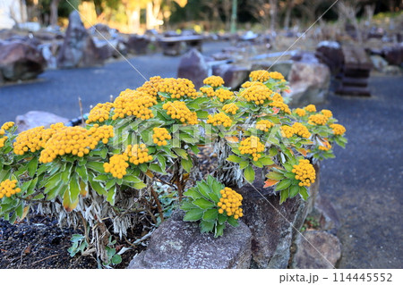 冬咲き　イソギクの花 114445552