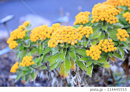 冬咲き　イソギクの花 114445553