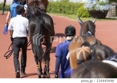競馬場の風景　パドック　新潟県新潟市 114445646