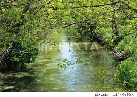 安曇野の清流 114445657
