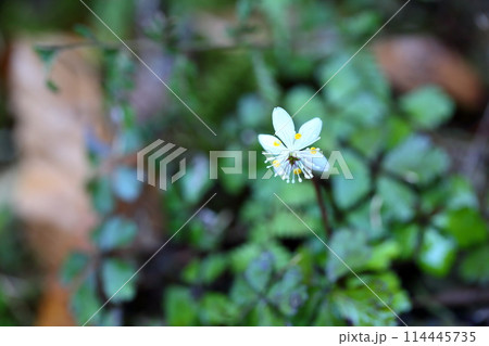 咲いた　バイカオウレンの花 114445735