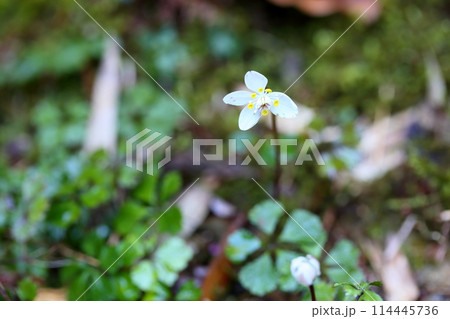 咲いた　バイカオウレンの花 114445736