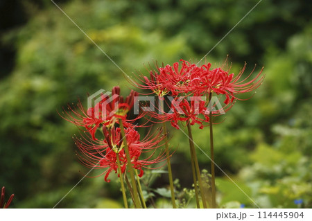 大原の曼珠沙華 114445904