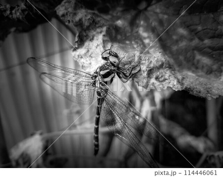 枯れ始めた夕顔の葉にとまるオニヤンマ～夏～ 114446061