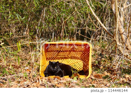 雑木林に置かれた黄色い籠の中で見つめる黒い野良猫 雑木林に置かれた黄色い籠の中で見つめる黒い野良猫 114446144