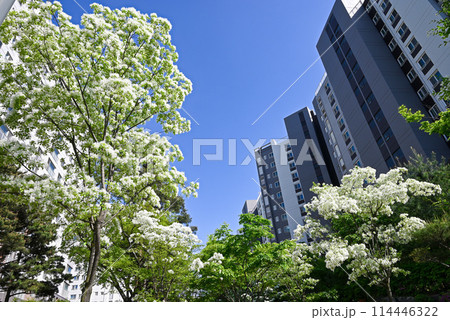 団地の敷地に咲くなんじゃもんじゃ 団地の敷地に咲くなんじゃもんじゃ 114446322