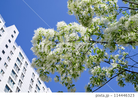 団地の敷地に咲くなんじゃもんじゃ 114446323