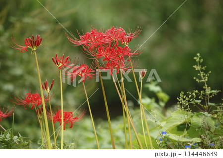大原の曼珠沙華 大原の曼珠沙華 114446639