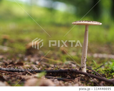 テングツルタケの生態写真 テングツルタケの生態写真 114446695