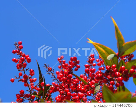 青空と赤く熟した南天の実の風景 青空と赤く熟した南天の実の風景 114446700