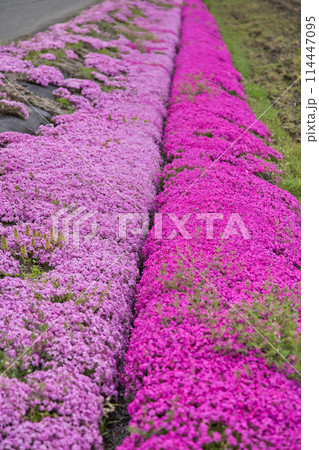 芝桜のある風景 芝桜のある風景 114447095