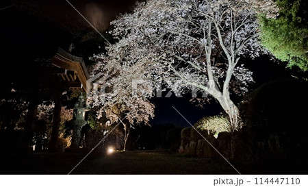 ライトアップされた夜桜 114447110