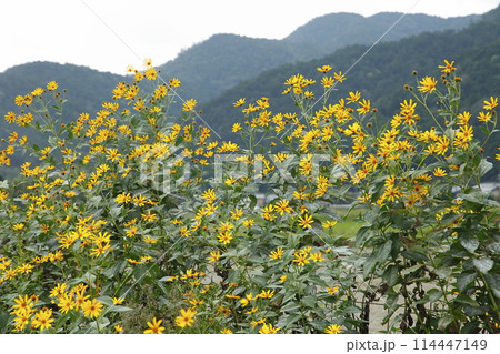 大原の曼珠沙華 114447149