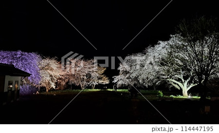 ライトアップされた地域のお寺の桜 ライトアップされた地域のお寺の桜 114447195