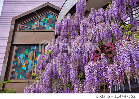 満開に咲く藤の花 満開に咲く藤の花 114447552