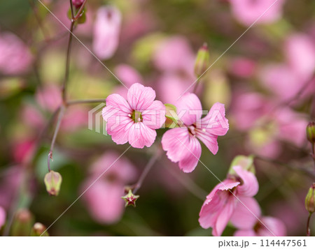 サポナリア・バッカリアの花 サポナリア・バッカリアの花 114447561