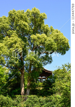 高台寺 ねねの鐘(梵鐘) 高台寺 ねねの鐘(梵鐘) 114447769