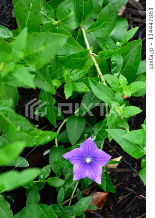 智積院 桔梗 智積院 桔梗 114447863