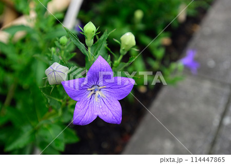 智積院　桔梗 114447865