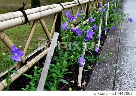 智積院　桔梗 114447868