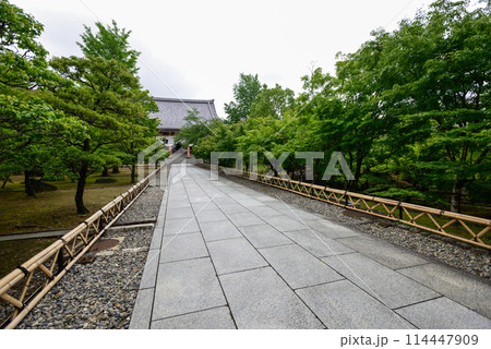 新緑の智積院 114447909