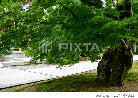 新緑の智積院 114447913