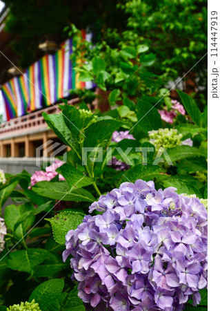 智積院　あじさい園 114447919