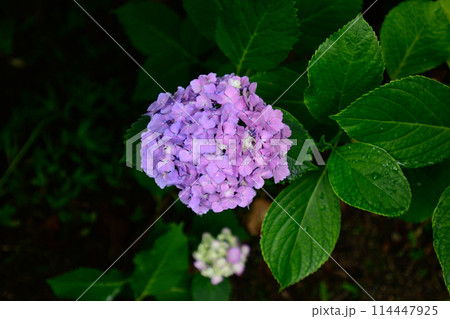 智積院　あじさい園 114447925