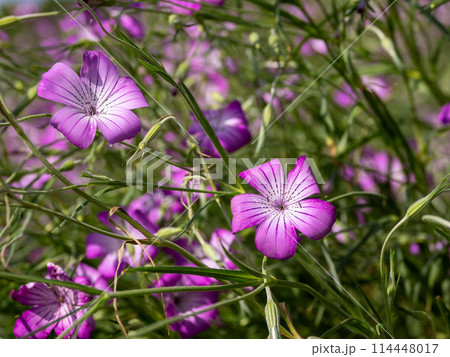 ムギセンノウの花 114448017