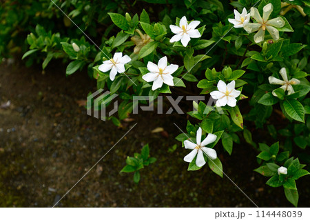 智積院　くちなしの花 114448039