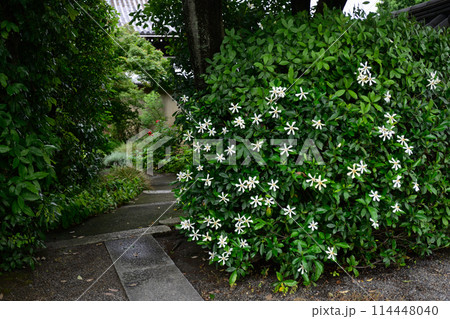 智積院　くちなしの花 114448040