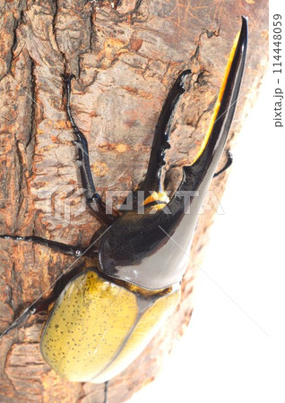 ヘラクレスオオカブトのヘラクレスヘラクレスの樹木の上で 白背景 ヘラクレスオオカブトのヘラクレスヘラクレスの樹木の上で 白背景 114448059