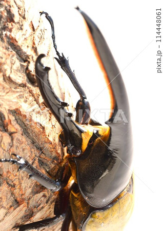 ヘラクレスオオカブトのヘラクレスヘラクレスの樹木の上で　白背景 114448061