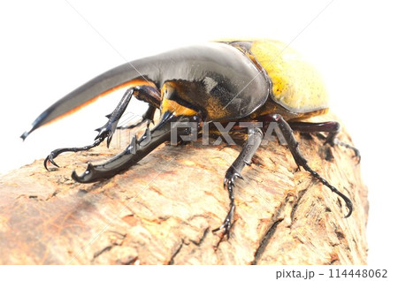 ヘラクレスオオカブトのヘラクレスヘラクレスの樹木の上で　白背景 114448062