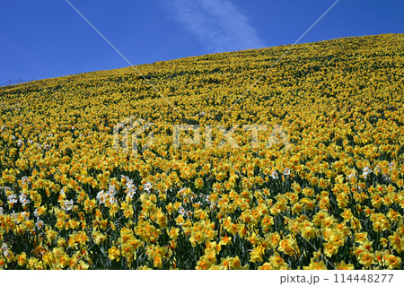 びわ湖バレイ 114448277