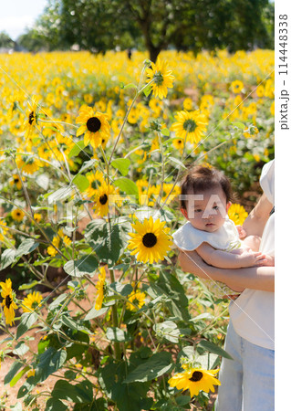 ひまわり ヒマワリ 子供 ひまわり ヒマワリ 子供 114448338
