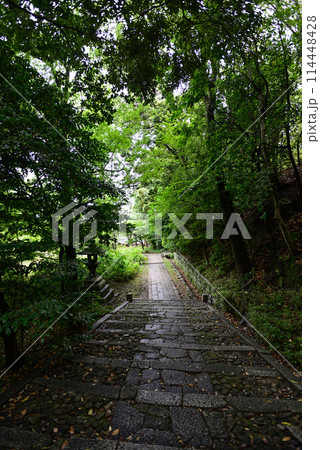 新緑の智積院 新緑の智積院 114448428