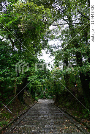 新緑の智積院 114448430