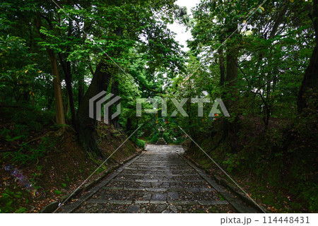 新緑の智積院 114448431