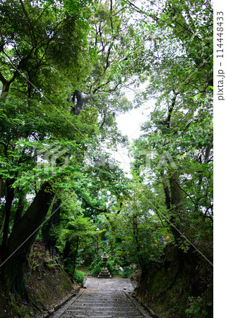 新緑の智積院 新緑の智積院 114448433