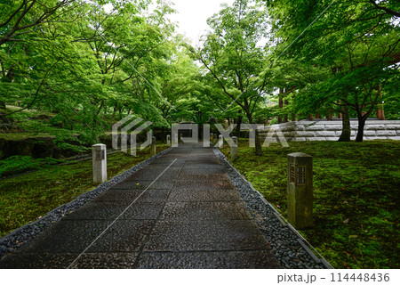 新緑の智積院 114448436
