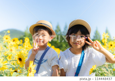 ひまわり ヒマワリ 子供 114448437