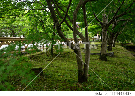 新緑の智積院 114448438