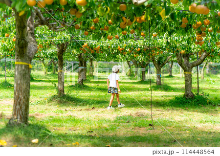 梨狩り　子供の写真 114448564
