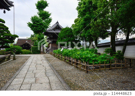 大谷本廟　新緑の大賀ハス（大賀蓮） 114448623