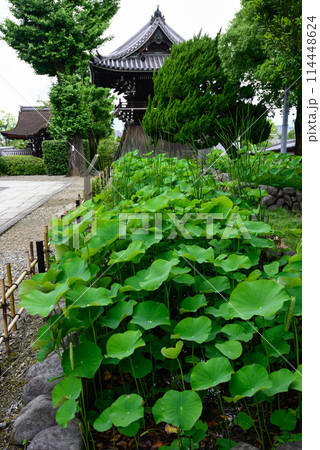 大谷本廟　新緑の大賀ハス（大賀蓮） 114448624