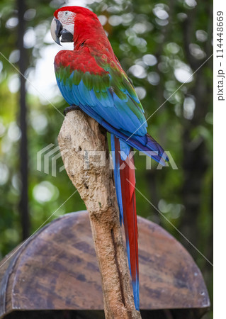 Close up the red macaw parrot bird is rest in garden Close up the red macaw parrot bird is rest in garden 114448669