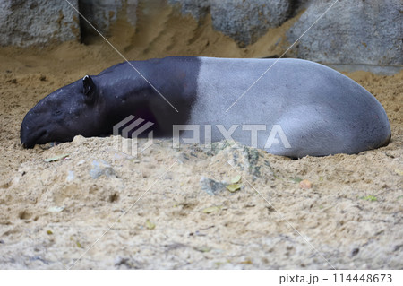 The tapir is rest and sleep at the garden 114448673