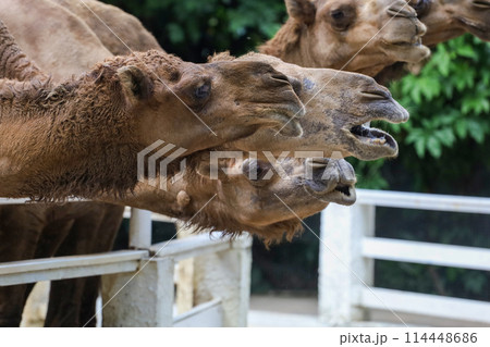 Close up head the camel in the park Close up head the camel in the park 114448686